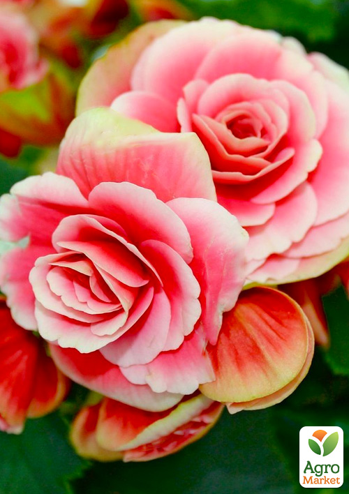 Бегония Камелия 1 шт
Бегония Камелия 1 шт