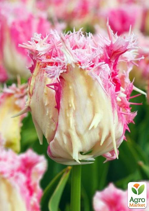 Тюльпан Drakensteyn
Тюльпан Drakensteyn