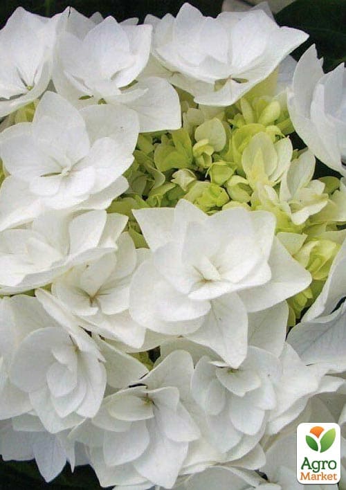 Гортензія крупнолистова Doppio Bianco вазон Р9
Гортензія крупнолистова Doppio Bianco вазон Р9