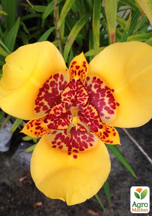 Тігрідія Жовта 5шт
Тігрідія Жовта 5шт