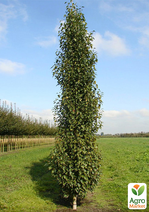 Береза колоноподібна Jolep1 С5 висота 60-100см
Береза колоноподібна Jolep1 С5 висота 60-100см