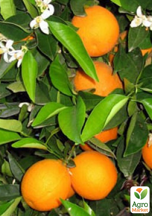 Ексклюзив! Апельсин соковитого яскраво-помаранчевого кольору Смак різдва (Christmas taste) (преміальний, кімнатний, швидко зростаючий сорт)
Ексклюзив! Апельсин соковитого яскраво-помаранчевого кольору Смак різдва (Christmas taste) (преміальний, кімнатний, швидко зростаючий сорт)