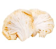 Міцелій їжовик