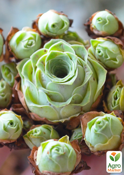 Гриновия Green Rose
Гриновия Green Rose