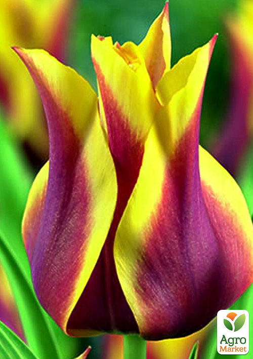 Тюльпан Sonnet (лилиецветный)
Тюльпан Sonnet (лилиецветный)