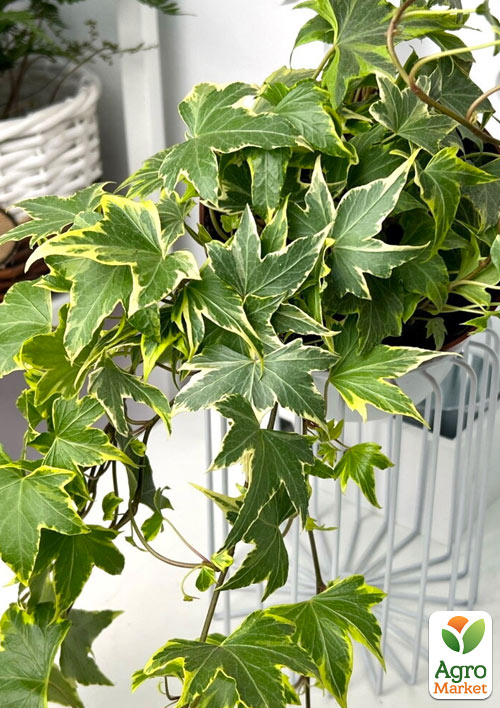 Плющ ряболистий Mathilde контейнер Р9
Плющ ряболистий Mathilde контейнер Р9