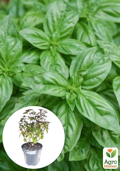 Базилік кущовий Magic Blue (кадкова рослина, високодекоративний кущ)
Базилік кущовий Magic Blue (кадкова рослина, високодекоративний кущ)