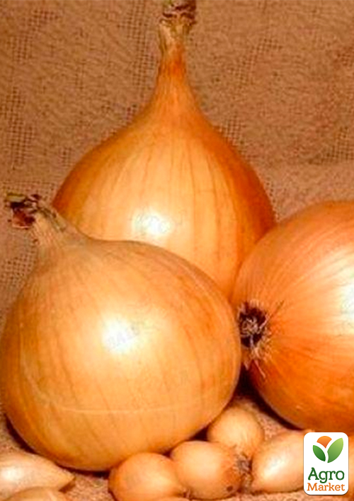 Голландська цибуля-сіянка 0.5кг (арбажейка) пізній, жовтий Sturon
Голландська цибуля-сіянка 0.5кг (арбажейка) пізній, жовтий Sturon