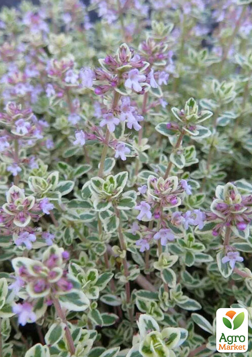 Тимьян лимоннопахнущий Silver Queen
Тимьян лимоннопахнущий Silver Queen