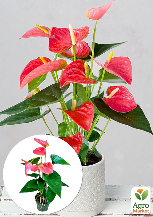 Антуріум (Anthurium) Shell Coral висота 20-30см
Антуріум (Anthurium) Shell Coral висота 20-30см