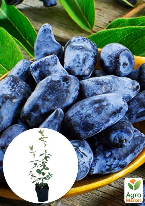 Жимолость Блакитне Веретено (ранній термін дозрівання, не урожається хворобами і шкідниками)
Жимолость Блакитне Веретено (ранній термін дозрівання, не урожається хворобами і шкідниками)