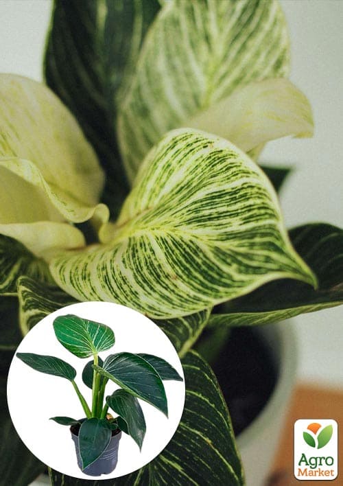 LMTD Филодендрон White Wave высота 30-40см
LMTD Филодендрон White Wave высота 30-40см