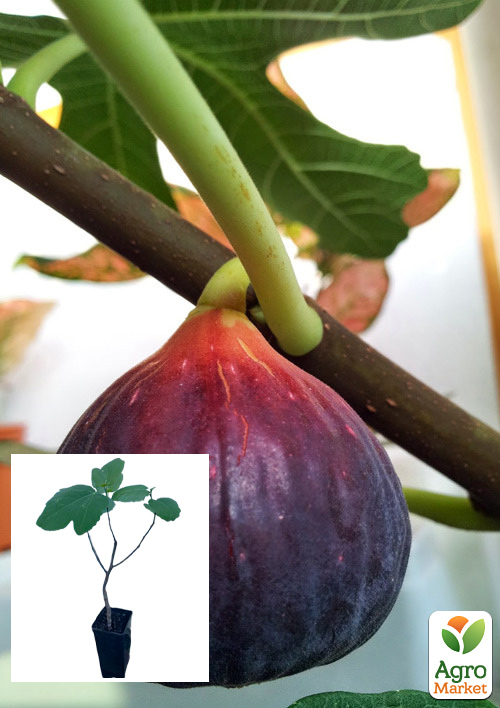 Інжир Сухумський фіолетовий саджанець 2 роки (ремонтантний, великоплідний сорт, середній термін дозрівання)
Інжир Сухумський фіолетовий саджанець 2 роки (ремонтантний, великоплідний сорт, середній термін дозрівання)