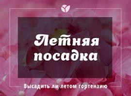 Посадка гортензії влітку, поради та рекомендації - Agro-Market