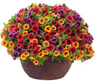 Калібрахоа Калібрахоа