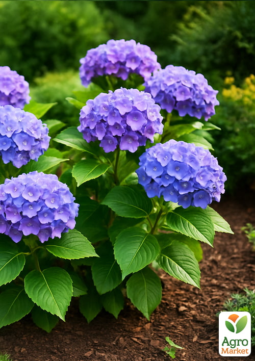 Гортензія крупнолистова Bodensee вазон Р9
Гортензія крупнолистова Bodensee вазон Р9