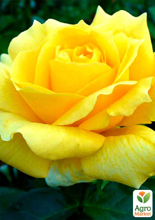 Роза чайно-гибридная Ландора (саженец класса АА+) высший сорт
Роза чайно-гибридная Ландора (саженец класса АА+) высший сорт