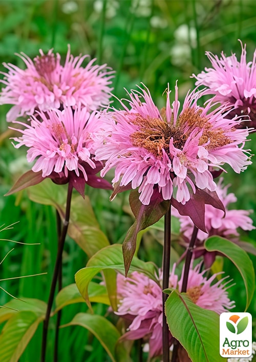 Бергамот (Монарда) Alexandra
Бергамот (Монарда) Alexandra