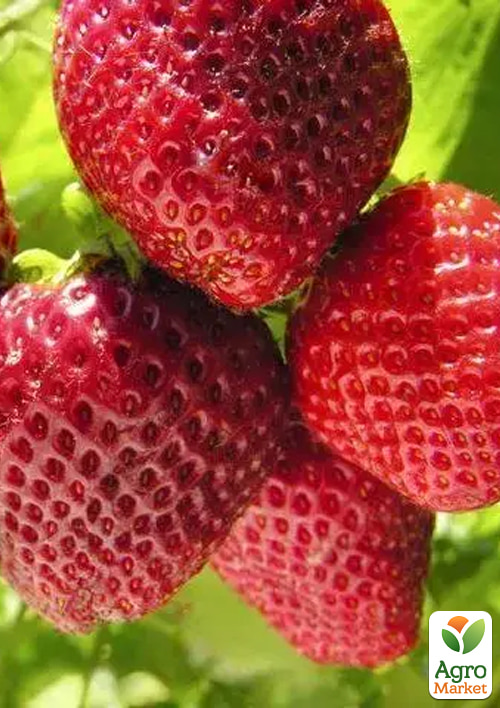 Полуниця «Принцеса Діана» (ремонтантний, великоплідний сорт, середній термін дозрівання)
Полуниця «Принцеса Діана» (ремонтантний, великоплідний сорт, середній термін дозрівання)