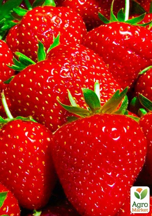 Полуниця Мальвіна (Malwina) 5шт (пізній термін дозрівання)
Полуниця Мальвіна (Malwina) 5шт (пізній термін дозрівання)