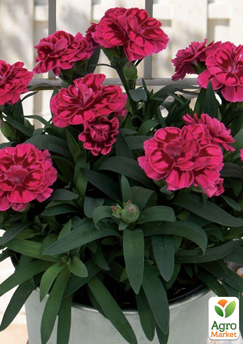 Гвоздика Махровая Oscar Purple
Гвоздика Махровая Oscar Purple