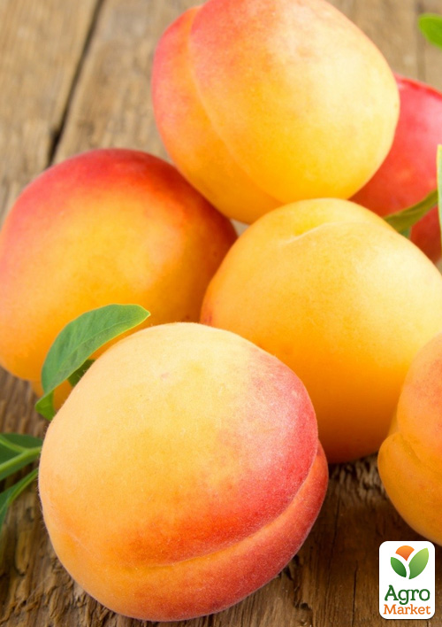 Абрикос Джумбо Кот (літній сорт, середній термін дозрівання)
Абрикос Джумбо Кот (літній сорт, середній термін дозрівання)