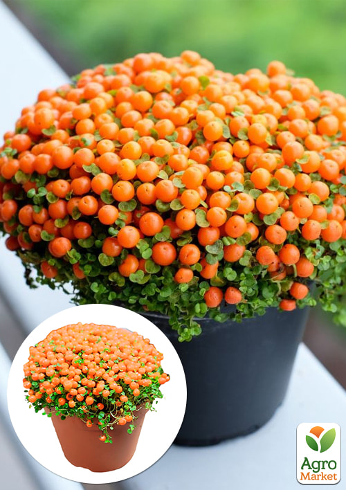 LMTD Нертера Astrid с плодами (высота 15-25см)
LMTD Нертера Astrid с плодами (высота 15-25см)