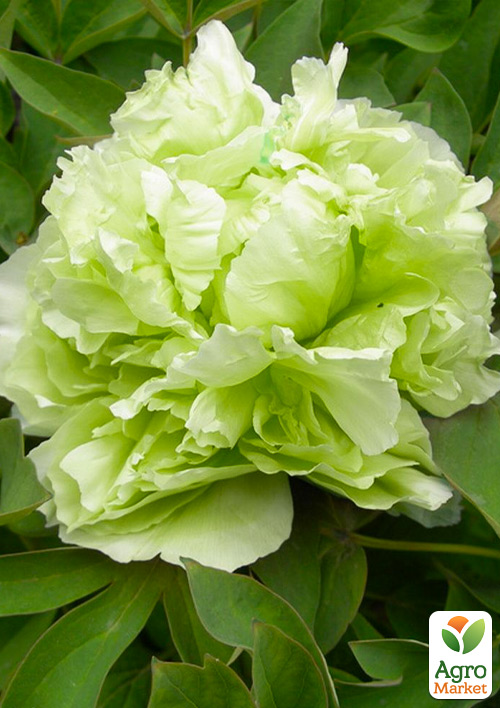 Пион древовидный Dou Lv (Китай, саженец 2 года)
Пион древовидный Dou Lv (Китай, саженец 2 года)