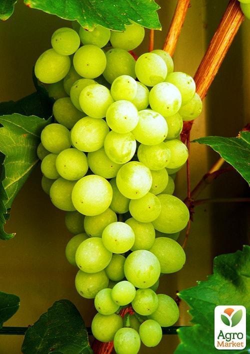 Виноград Совіньон Блан (Sauvignon Blanc) (винний сорт, середній термін дозрівання)
Виноград Совіньон Блан (Sauvignon Blanc) (винний сорт, середній термін дозрівання)