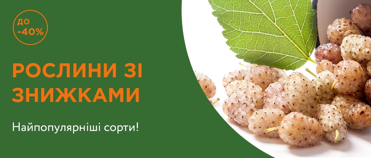 Рослини зі знижками до -40%