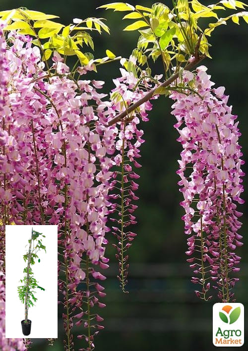 LMTD Вистерия (глициния) Floribunda Rosea 5-и летняя (высота 130-200см)
LMTD Вистерия (глициния) Floribunda Rosea 5-и летняя (высота 130-200см)