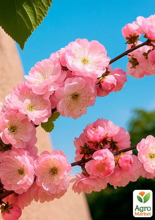 Декоративний Мигдаль Луїзеанія трилопатева
Декоративний Мигдаль Луїзеанія трилопатева