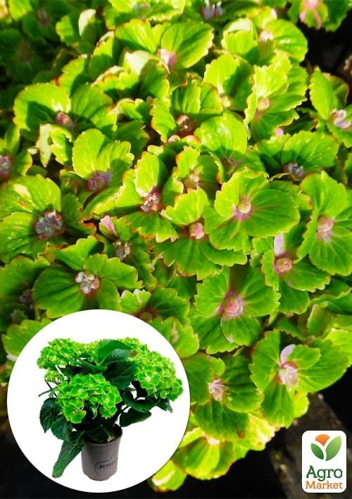 LMTD Гортензия крупнолистная цветущая 4-х летняя "Rembrandt Vibrant Verde" (40-60см)
LMTD Гортензия крупнолистная цветущая 4-х летняя "Rembrandt Vibrant Verde" (40-60см)