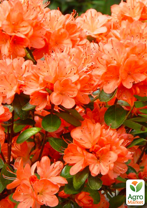 Азалия Японская Гейша оранж(Geisha Orange)
Азалия Японская Гейша оранж(Geisha Orange)