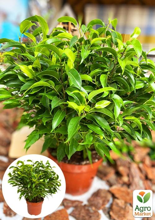 Фікус Бенджаміна (Ficus) Benjamin
Фікус Бенджаміна (Ficus) Benjamin
