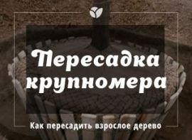Пересадка дорослих дерев - корисні статті про садівництво від Agro-Market