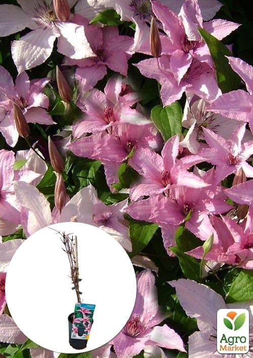LMTD Клематис 2-х річний гібридний Hagley Hybride (висота 40-60 см)
LMTD Клематис 2-х річний гібридний Hagley Hybride (висота 40-60 см)