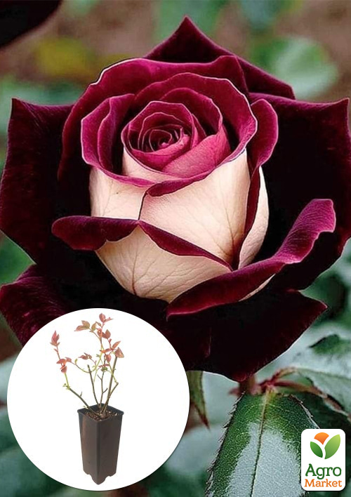 Роза чайно-гибридная Eddy Mitchell в контейнере, высший сорт
Роза чайно-гибридная Eddy Mitchell в контейнере, высший сорт