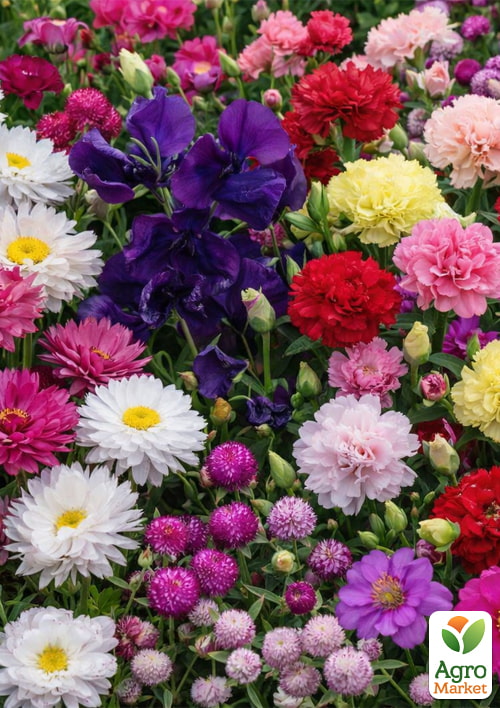 Комплект насіння квітів Зимова казка 5уп
Комплект насіння квітів Зимова казка 5уп