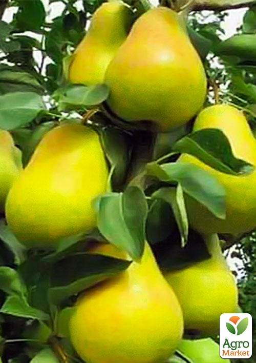 Груша колоновидна Г-1 (зимовий сорт, пізній термін дозрівання)
Груша колоновидна Г-1 (зимовий сорт, пізній термін дозрівання)