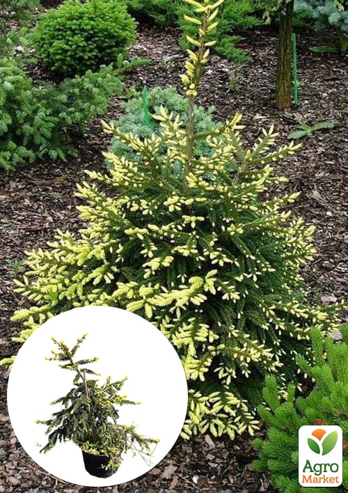 Ель восточная Aureospicata С4, высота 40-50см
Ель восточная Aureospicata С4, высота 40-50см