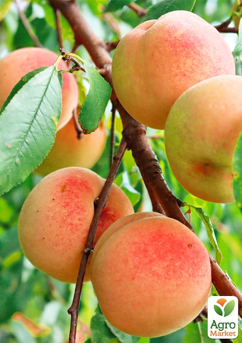Персик Фреш Вайт (біла м'якоть, середній термін дозрівання)
Персик Фреш Вайт (біла м'якоть, середній термін дозрівання)