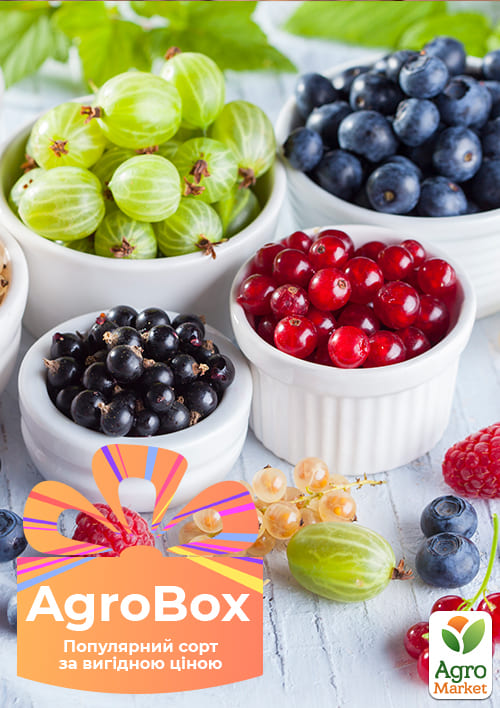 Ексклюзив! AGROBOX з саджанцем найсмачніше ягоди на планеті
Ексклюзив! AGROBOX з саджанцем найсмачніше ягоди на планеті