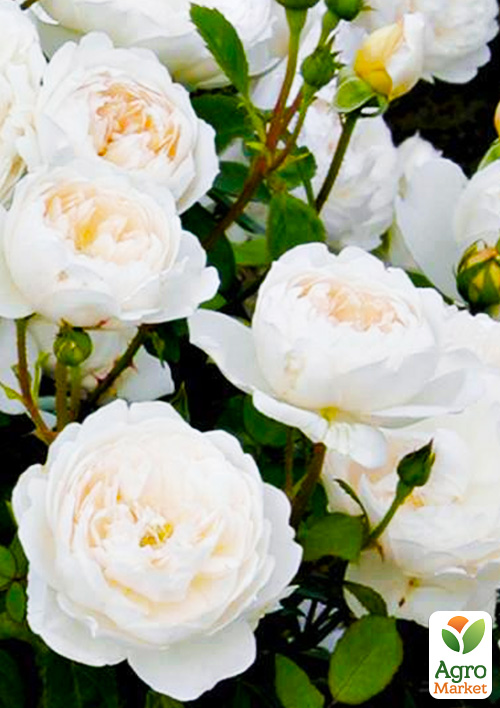 Роза шрабовая «Транквиллити»(Tranquillity)
Роза шрабовая «Транквиллити»(Tranquillity)