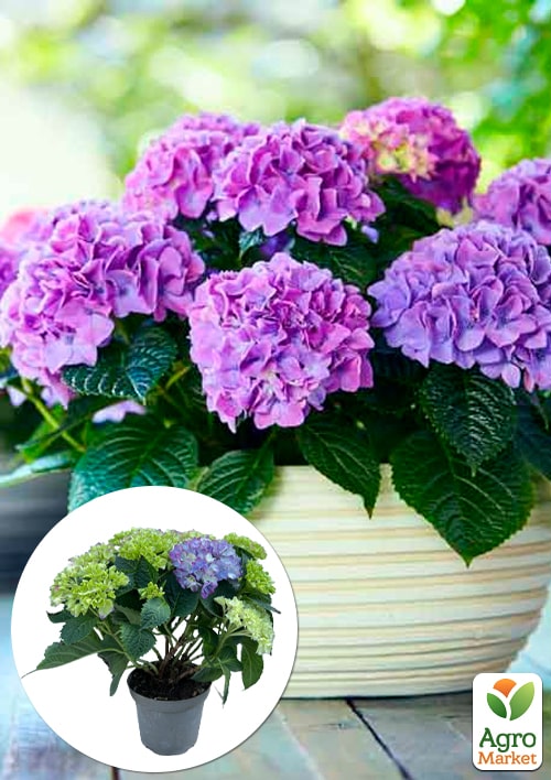 LMTD Гортензія махрова квітуча 2-річна Tabletensia Purple (15-30см)
LMTD Гортензія махрова квітуча 2-річна Tabletensia Purple (15-30см)