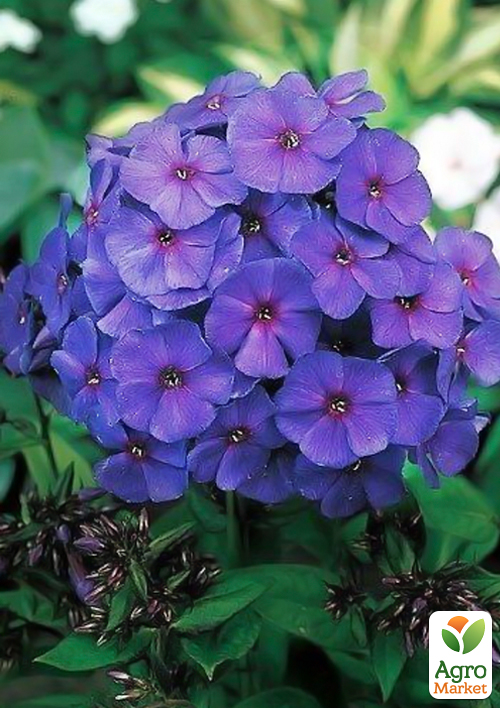 Флокс багаторічний Nicky 1шт в упаковці
Флокс багаторічний Nicky 1шт в упаковці