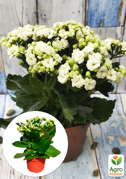 Каланхоэ Блоссфельда White (Kalanchoe Blossfeldiana) (Нидерланды)
Каланхоэ Блоссфельда White (Kalanchoe Blossfeldiana) (Нидерланды)