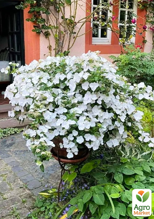 Ексклюзив! Гортензія ампельна біла Лібре (Libre) (морозостійкий сорт)
Ексклюзив! Гортензія ампельна біла Лібре (Libre) (морозостійкий сорт)
