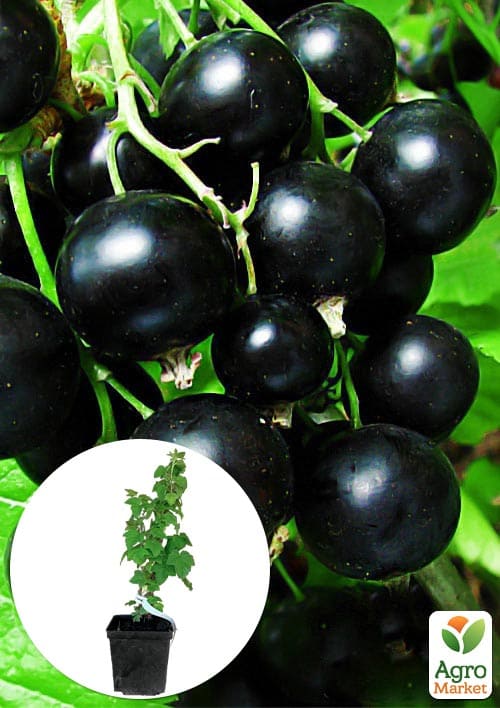 Смородина чорна Гоферт укорінена в контейнері (ранній термін дозрівання)
Смородина чорна Гоферт укорінена в контейнері (ранній термін дозрівання)