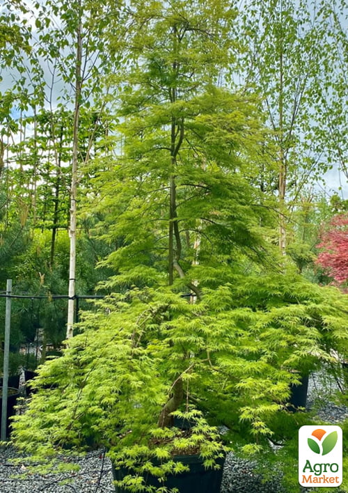 Клен японский плакучий пальмолистный Emerald Lace(Acer palmatum Emerald Lace)
Клен японский плакучий пальмолистный Emerald Lace(Acer palmatum Emerald Lace)
